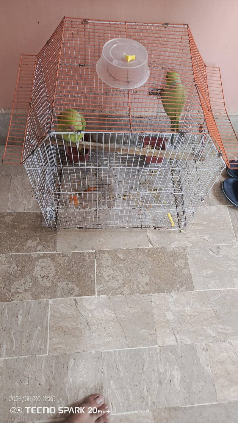 Green Ringneck Pair 1