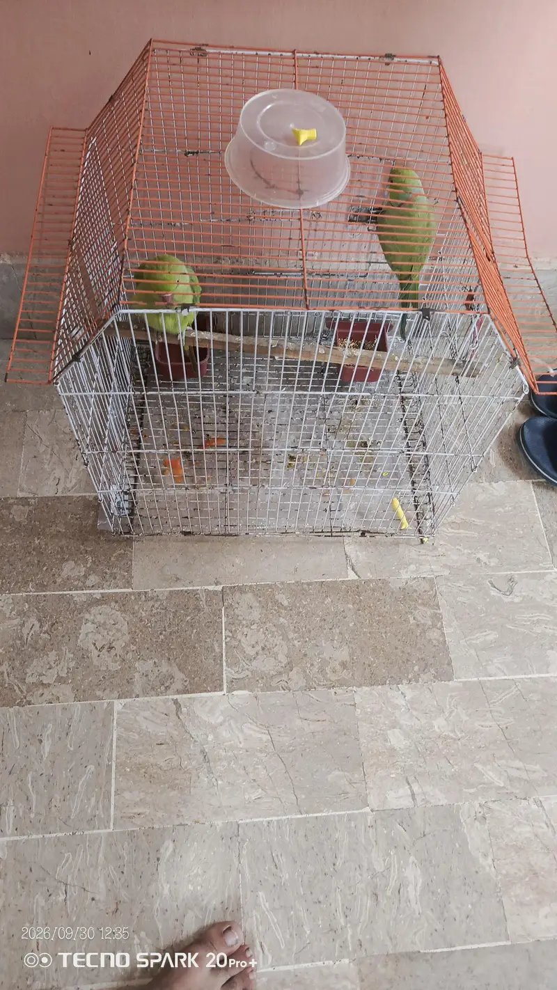 Green Ringneck Pair — photo 2