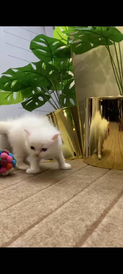 kitten for sell