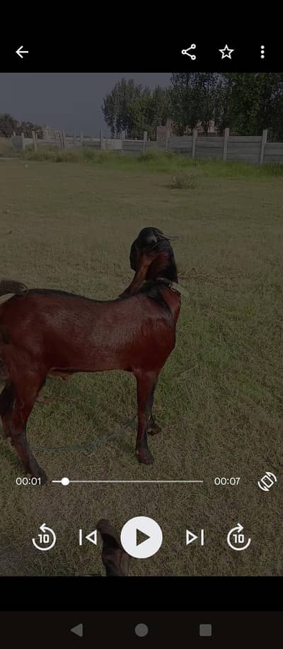 for sall organal nagara betal Bakra
