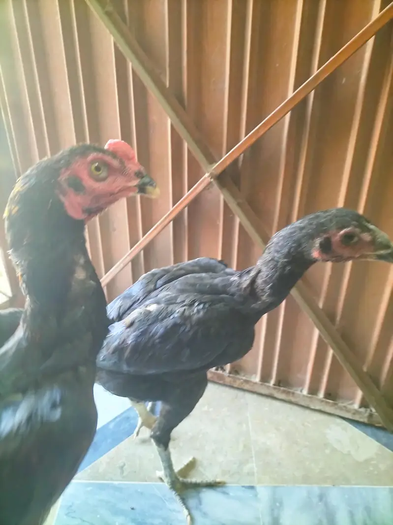 Thai Cross Aseel pair — photo 9