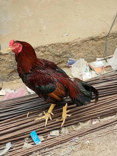Desi Aseel Murga Murgi for Sale.