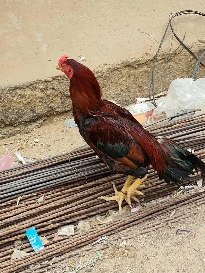 Desi Aseel Murga Murgi for Sale. — photo 2