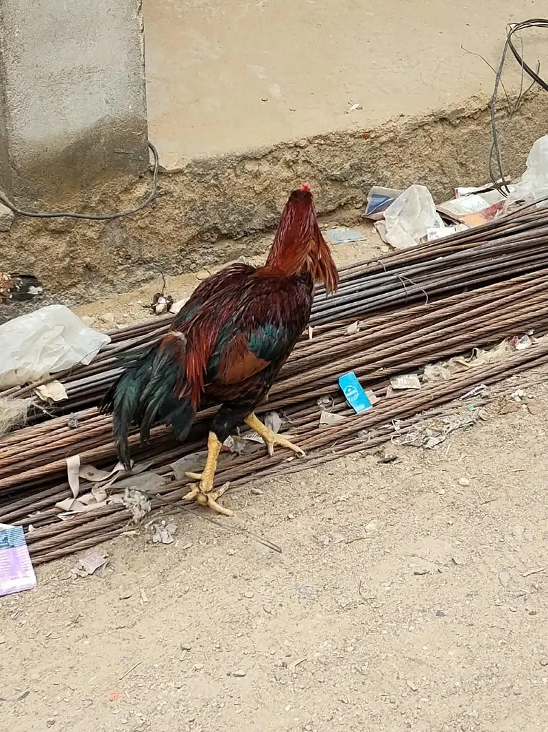 Desi Aseel Murga Murgi for Sale. — photo 3
