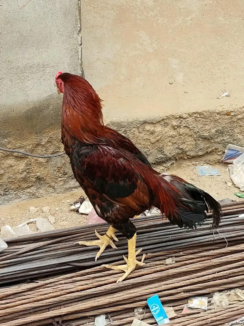 Desi Aseel Murga Murgi for Sale. — photo 4