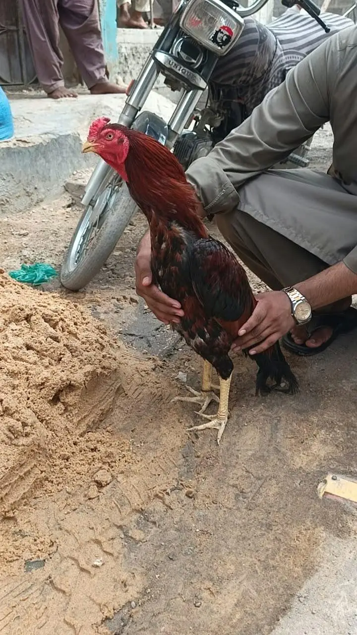Desi Aseel Murga Murgi for Sale. — photo 5