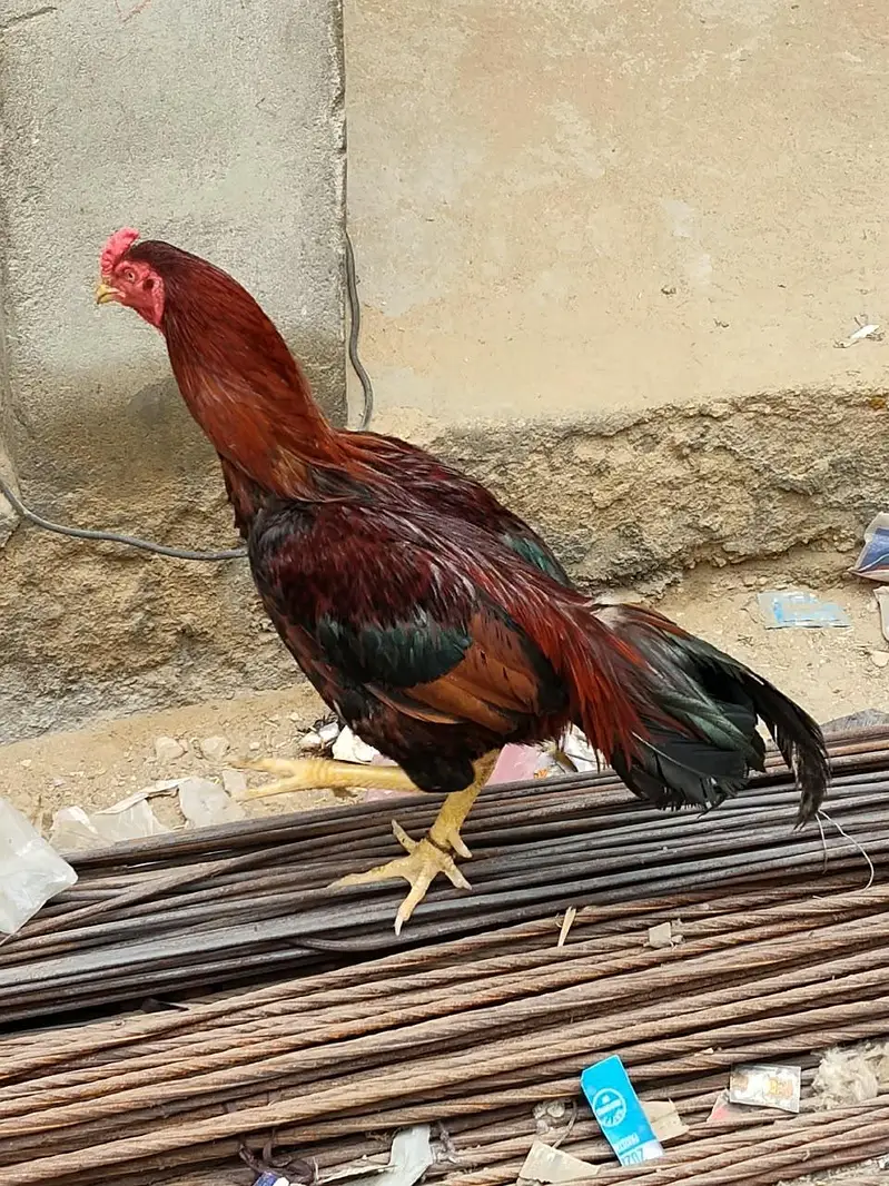 Desi Aseel Murga Murgi for Sale. — photo 6