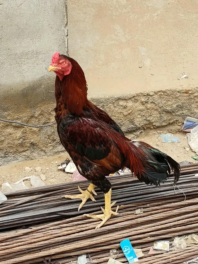 Desi Aseel Murga Murgi for Sale. — photo 7