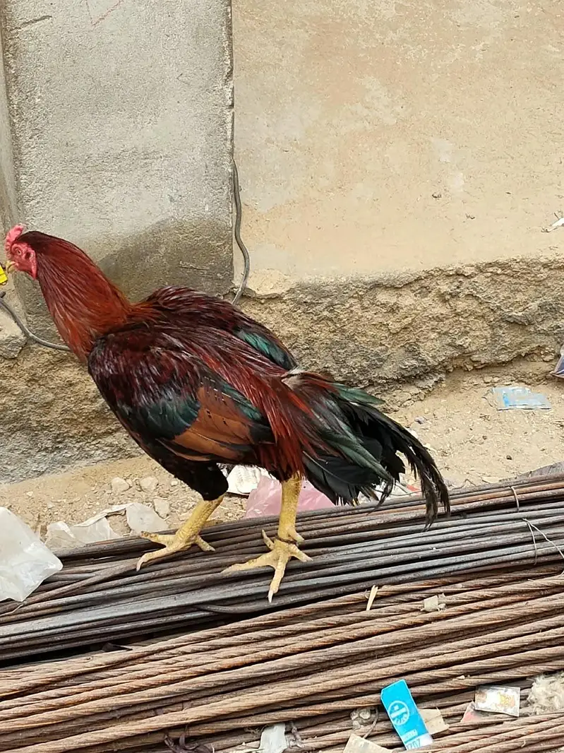 Desi Aseel Murga Murgi for Sale. — photo 8