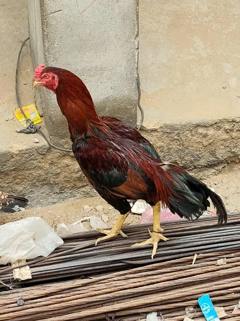 Desi Aseel Murga Murgi for Sale. — photo 9