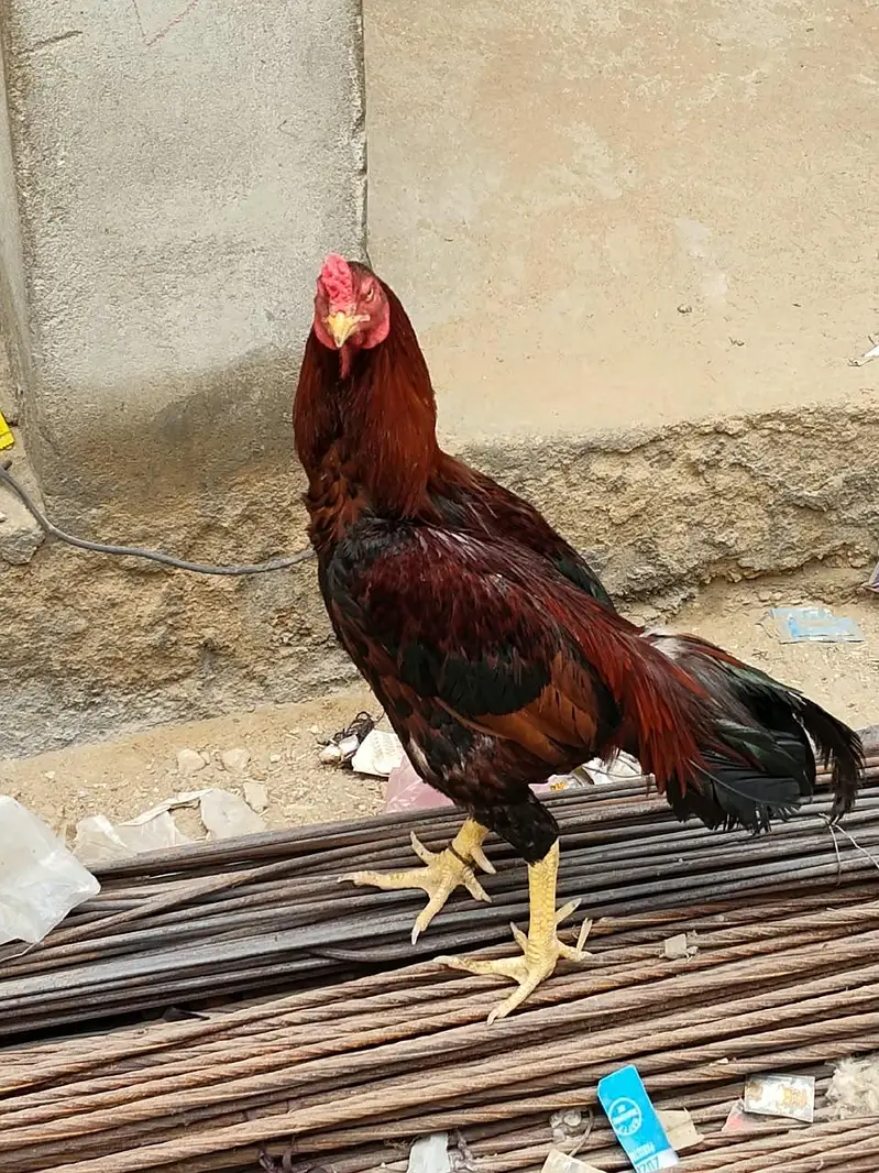 Desi Aseel Murga Murgi for Sale. — photo 10