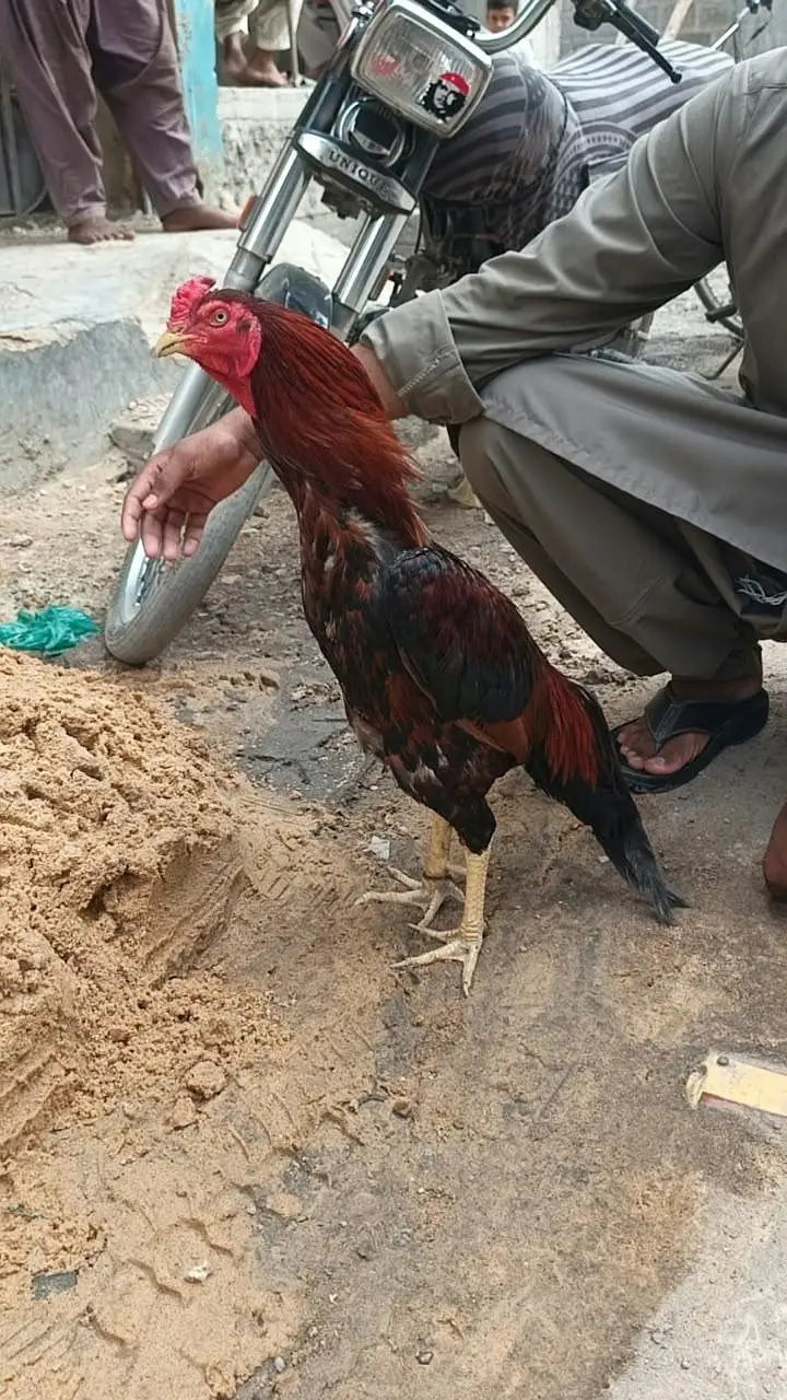 Desi Aseel Murga Murgi for Sale. — photo 11