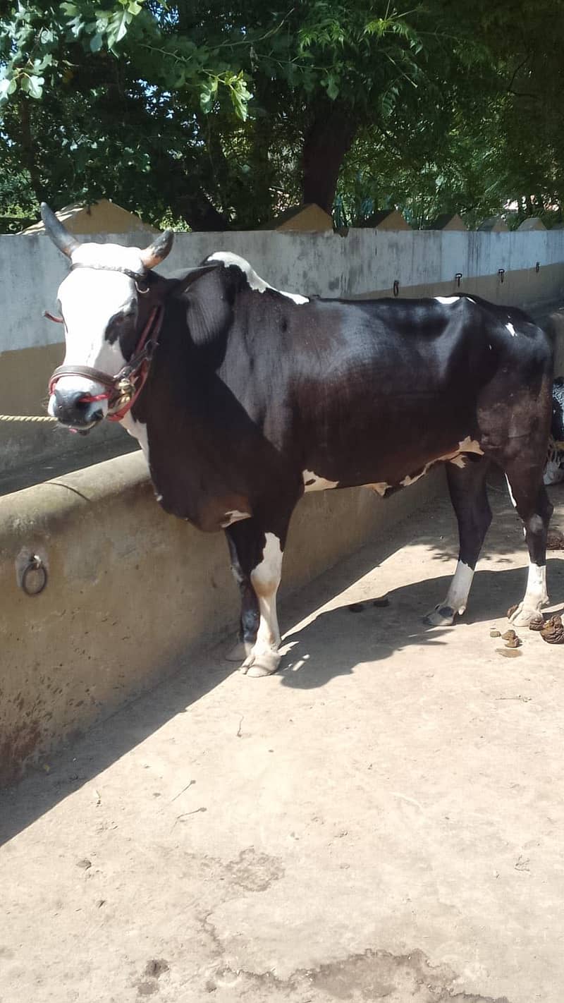 2 bull 0