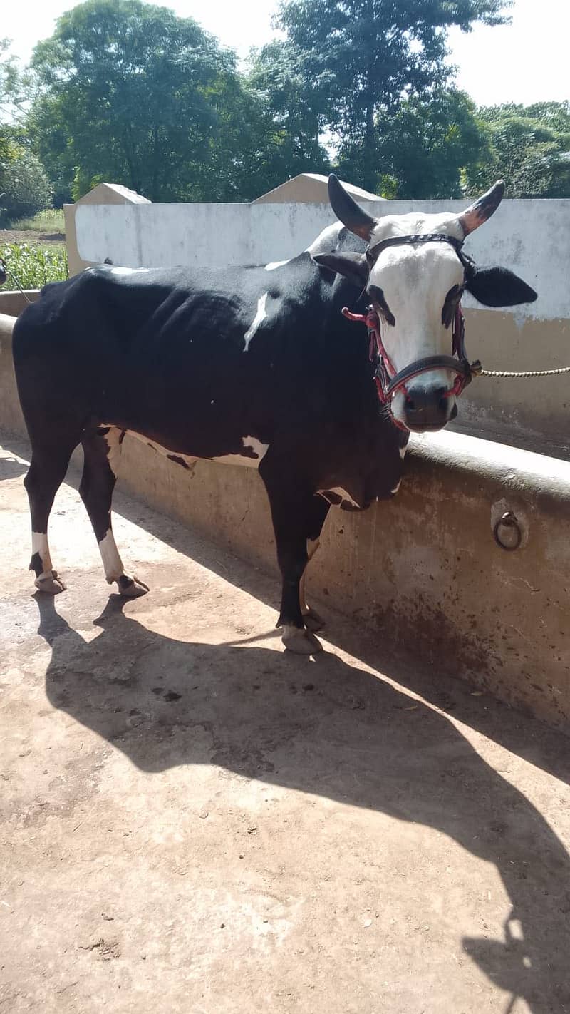 2 bull 2