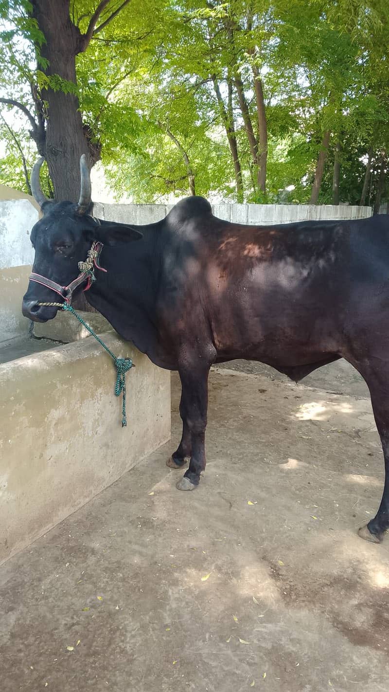 2 bull 4