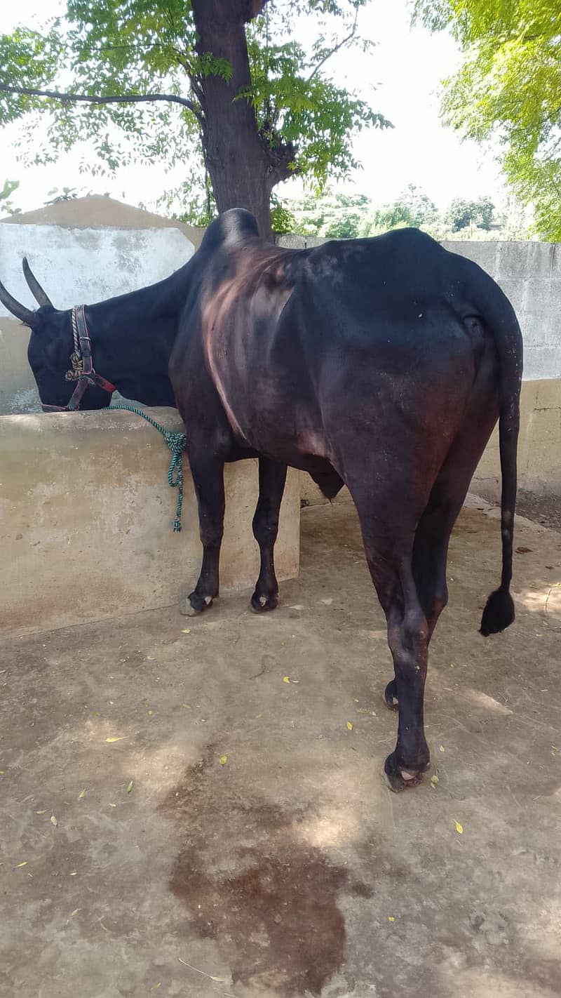 2 bull 5