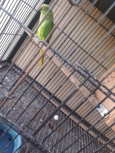 ringneck breeder female for sell exchange possible with cocktail pair