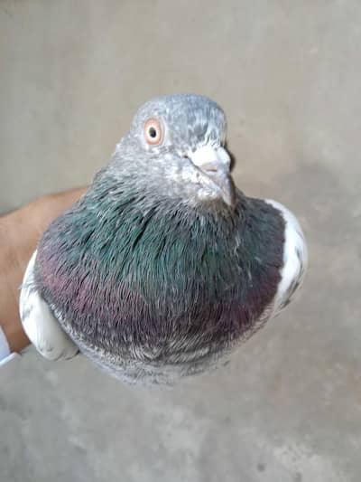 Kasuri Pigeon for Sale