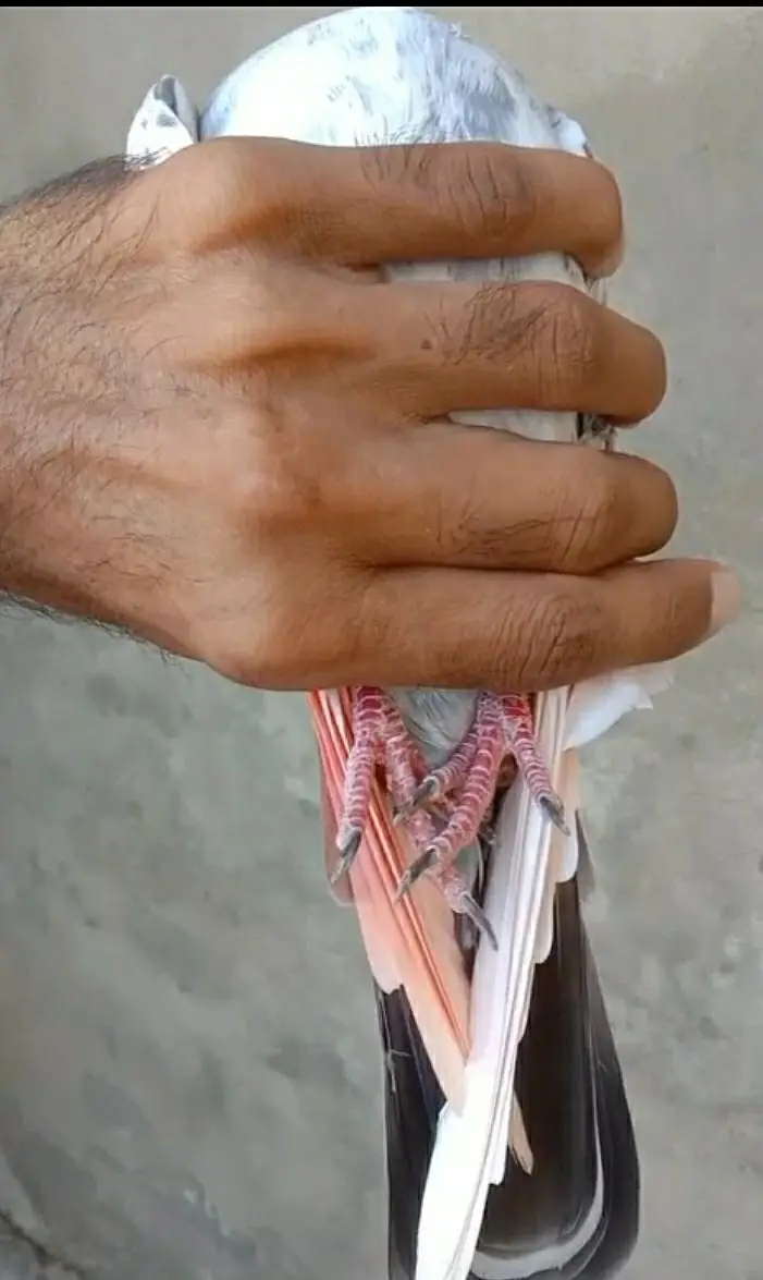 Kasuri Pigeon for Sale — photo 2