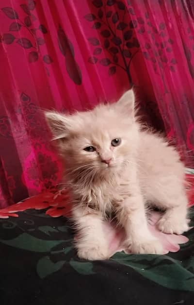 Persian kitten dabal cod