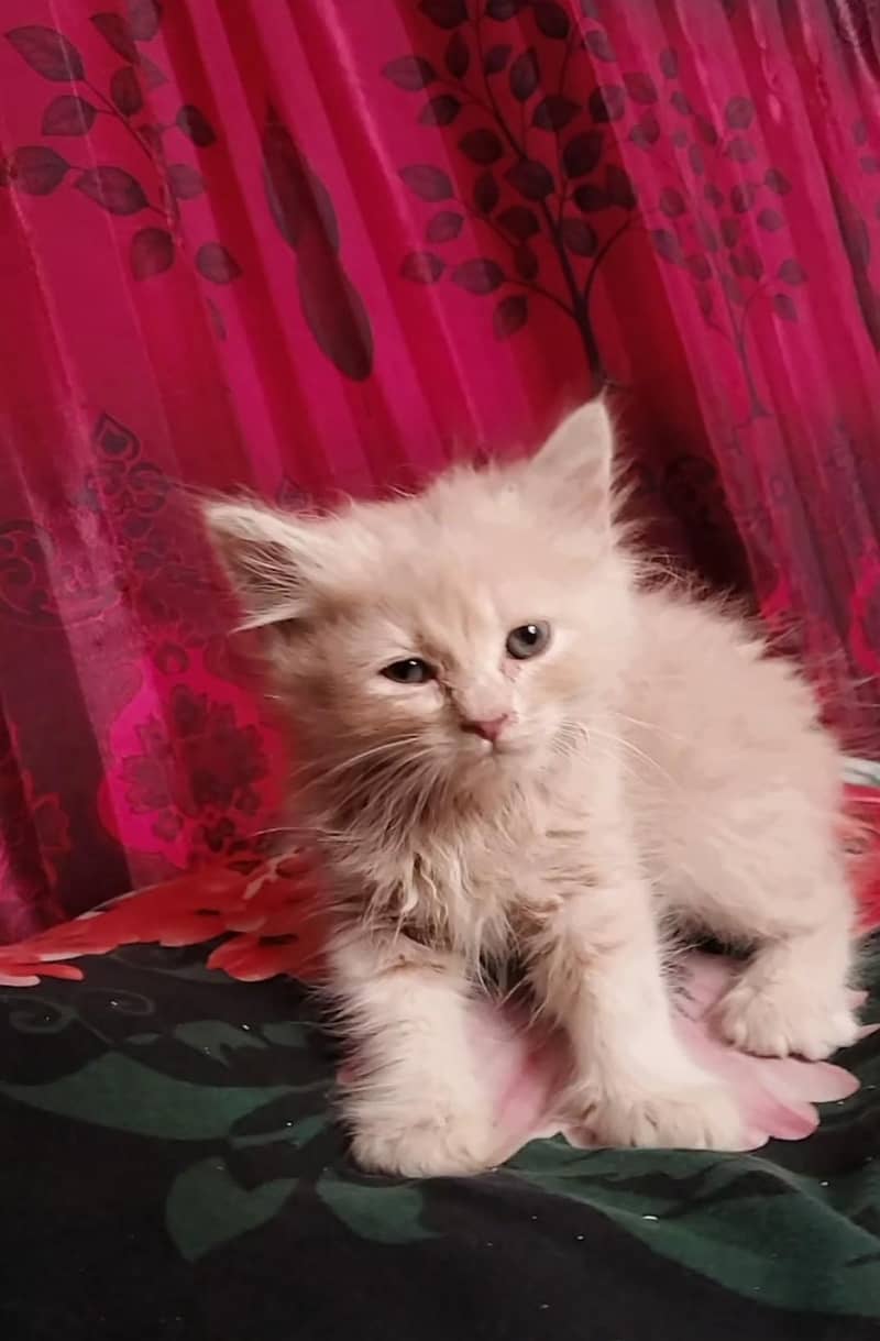 Persian kitten dabal cod 1