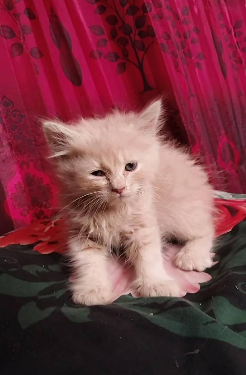 Persian kitten dabal cod 2