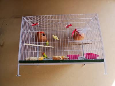 03244343427 Love Birds For Sale With New Cage