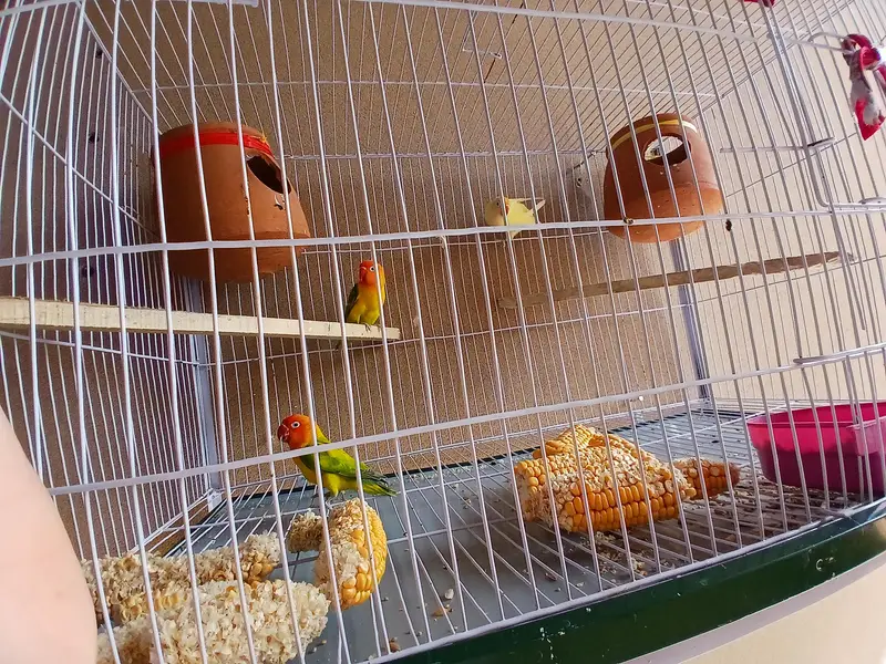03244343427 Love Birds For Sale With New Cage — photo 2
