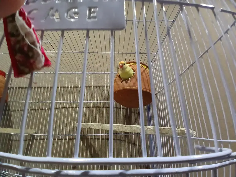 03244343427 Love Birds For Sale With New Cage — photo 3