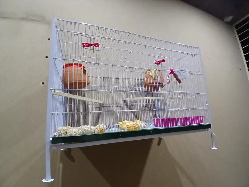 03244343427 Love Birds For Sale With New Cage — photo 4