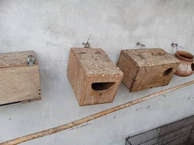 Jawas love birds bajri birds box