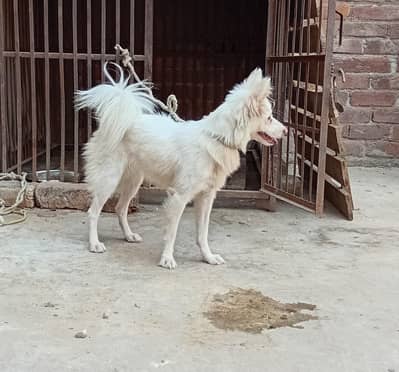Russian female pink nose