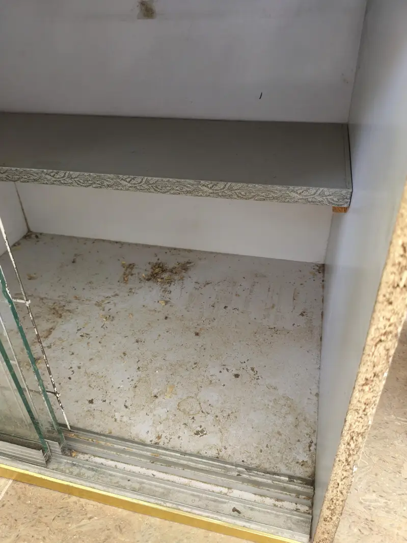 Lush condition brooder available All okay working Mai hai koi fault na — photo 3