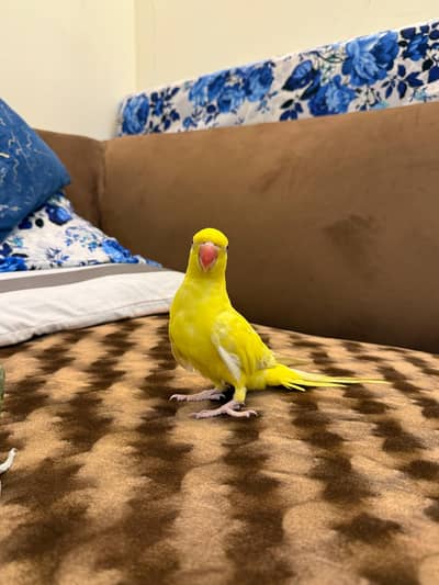 yellow ringneck
