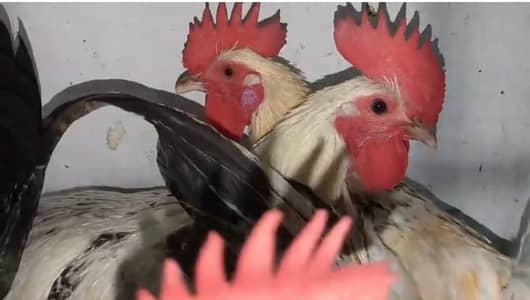 Egyptian Fyoumi, Light Sussex & Polish Breed, Males available for sale