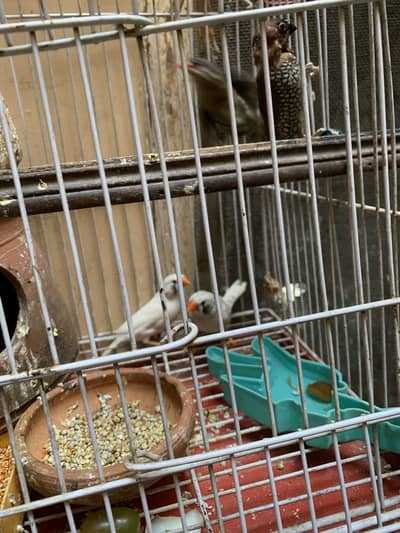 Two pair of finches