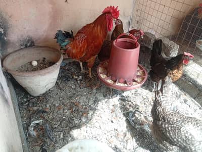 Adult Eggs Laying Misri Hens and Rooster