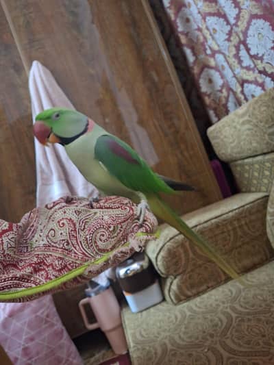 Raw ringneck