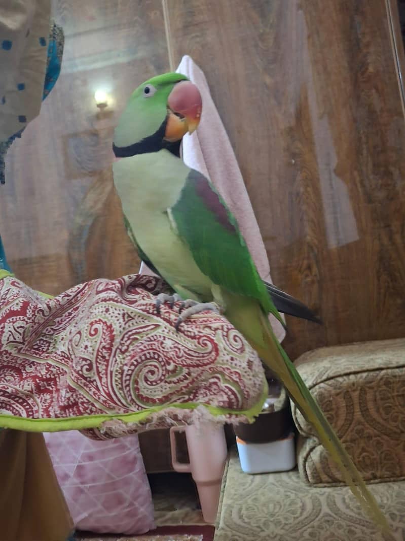 Raw ringneck 1