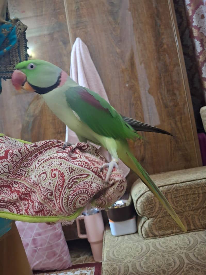 Raw ringneck 2