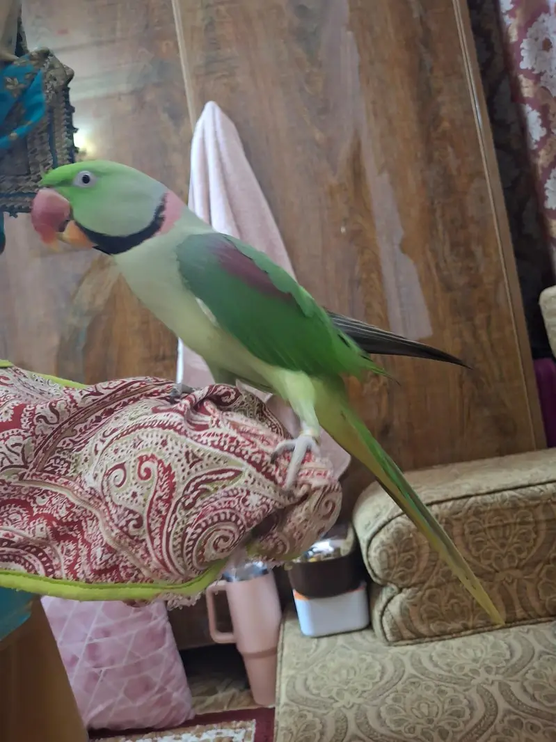 Raw ringneck — photo 3