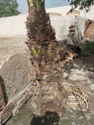 Tree for sale