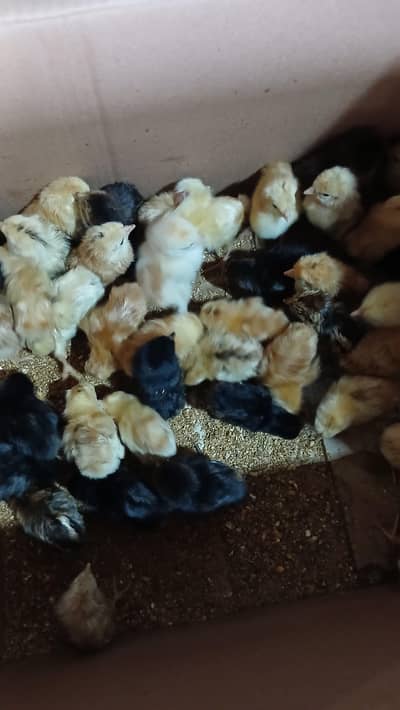 golden misri chicks for sale 15 days