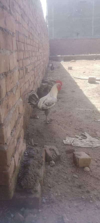 pure misri male