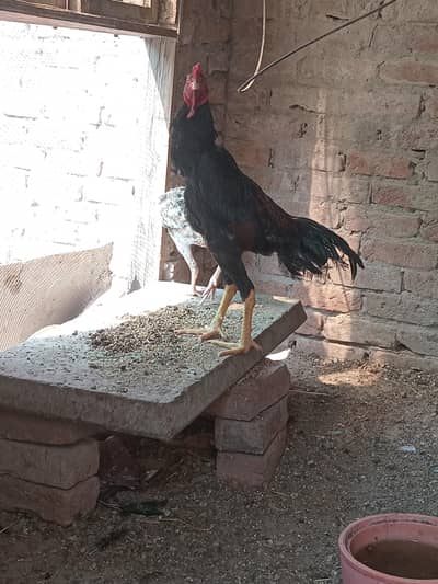 Black Aseel shamo