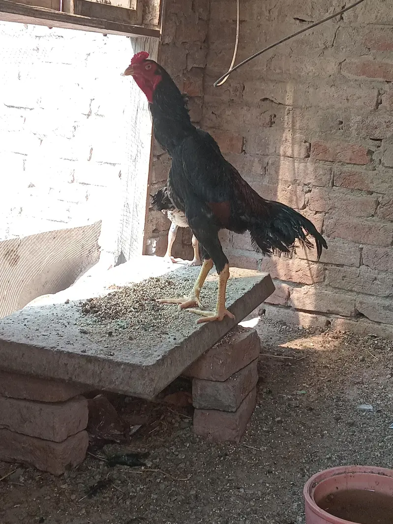Black Aseel shamo — photo 2