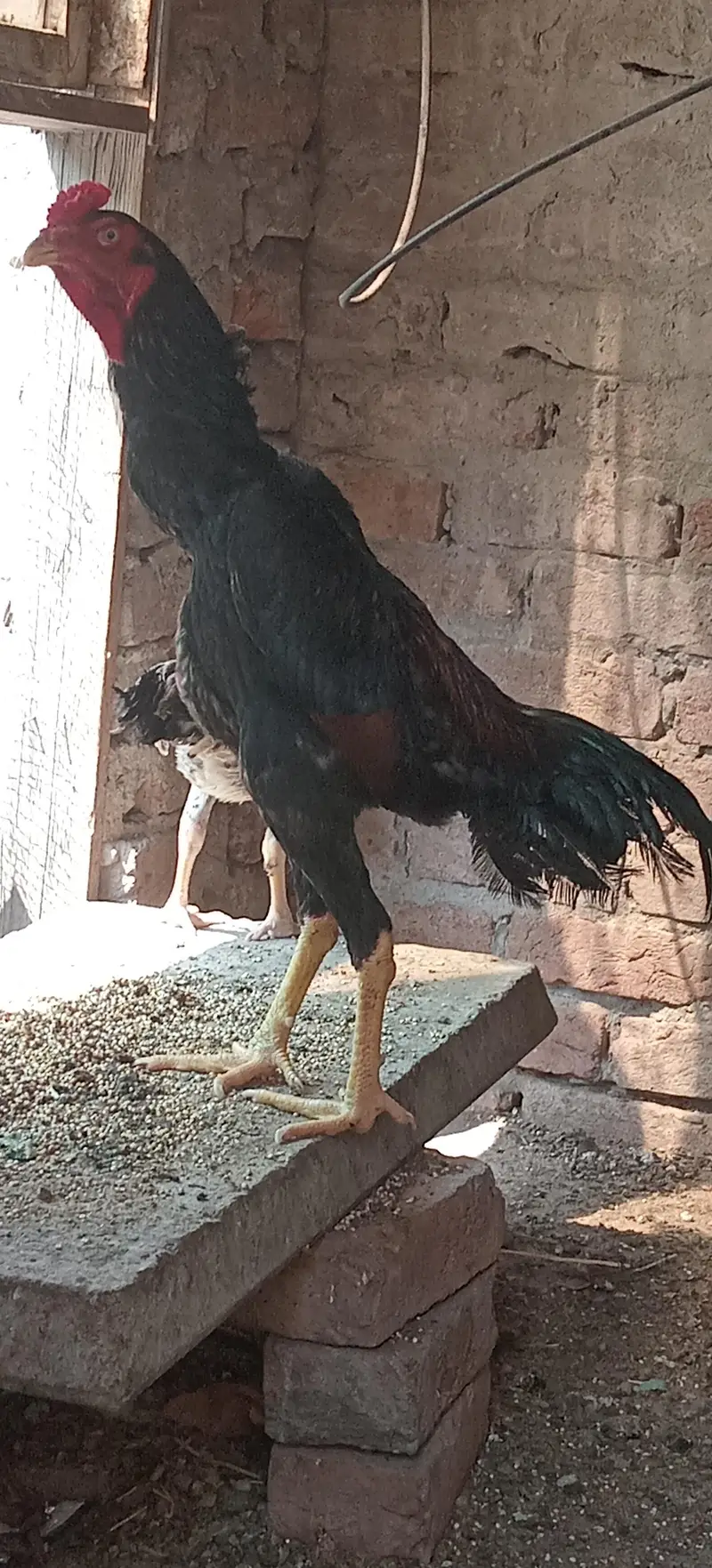 Black Aseel shamo — photo 3