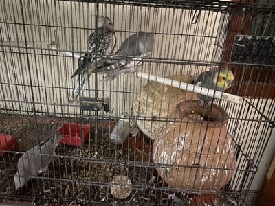 4 cocktail parrot. . 2 parents 2 kids