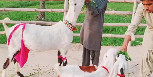 Desi Bakri Our 3 Bacchon Ka Sath Urgent for sale  _03279583582
