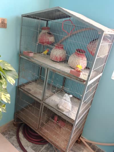 parrot e pinra for sale
